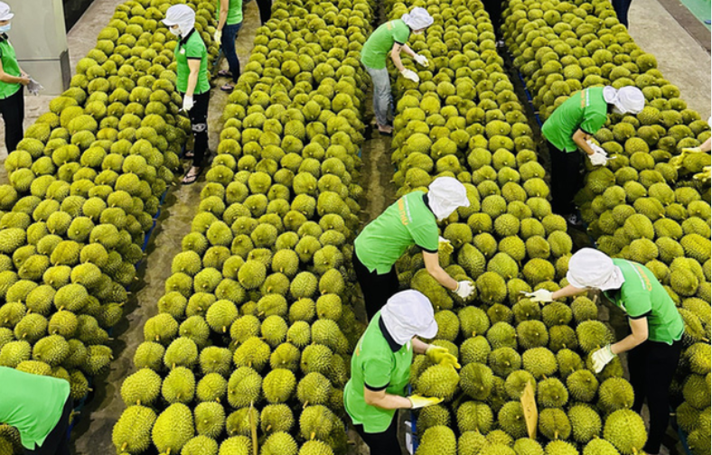 Vietnam’s agriculture shifts from quantity to quality to win new markets
